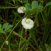Clitoria ternatea L.